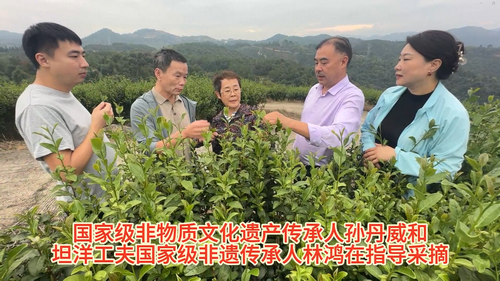 林鸿茂茶庄园金牡丹秋茶喜获丰收